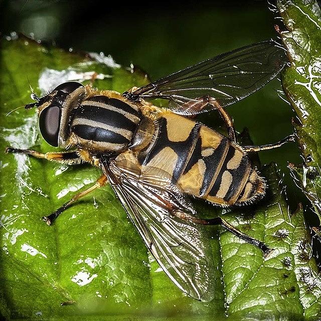 Insects Photograph - Hoverfly by Darran Buckley