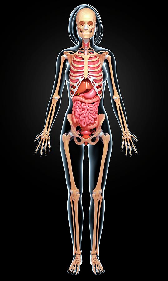 Female Anatomy Photograph by Pixologicstudio/science Photo Library ...