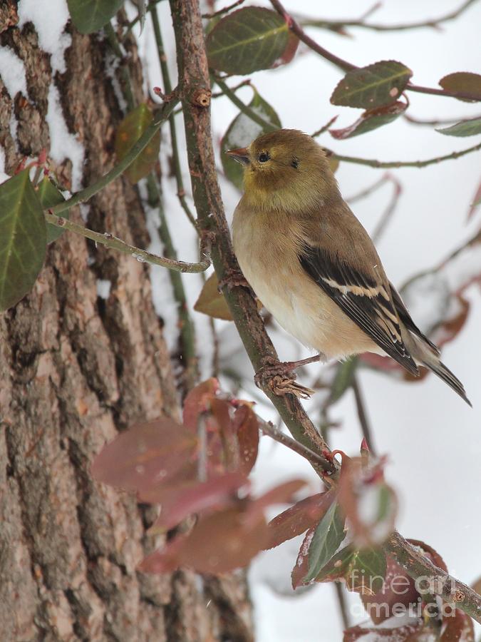 American Goldfinch #95 Photograph by Jack R Brock