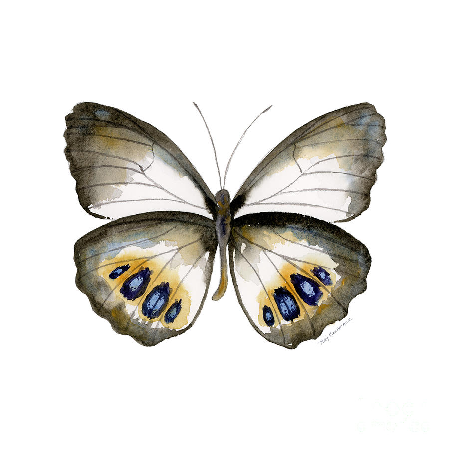 Butterfly Painting - 95 Palmfly Butterfly by Amy Kirkpatrick