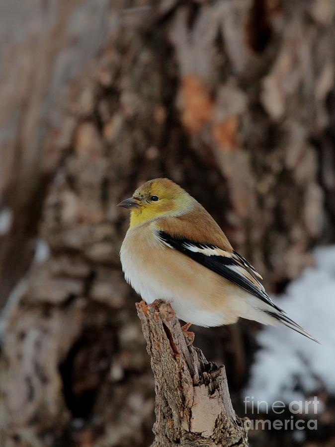 American Goldfinch #96 Photograph by Jack R Brock