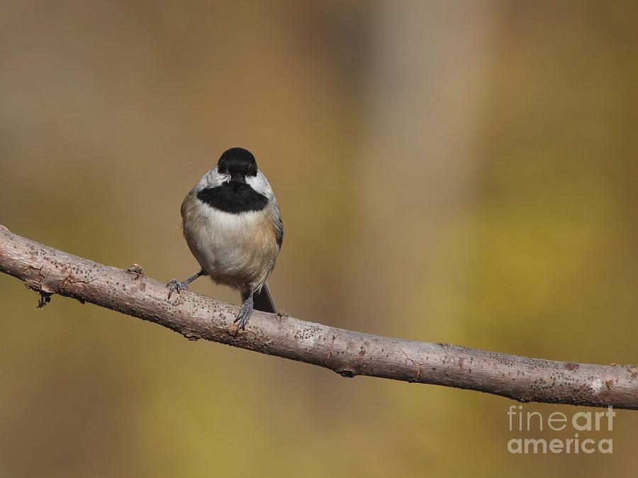 Black-capped Chickadee #96 Photograph by Jack R Brock