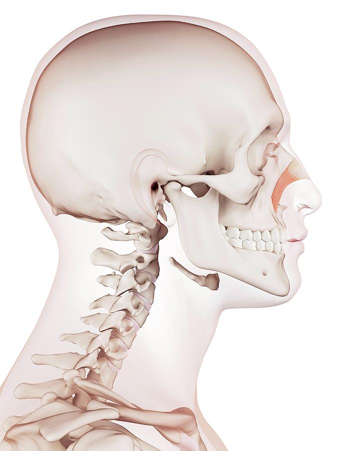 Skull Photograph - Human Facial Muscles #96 by Sebastian Kaulitzki/science Photo Library