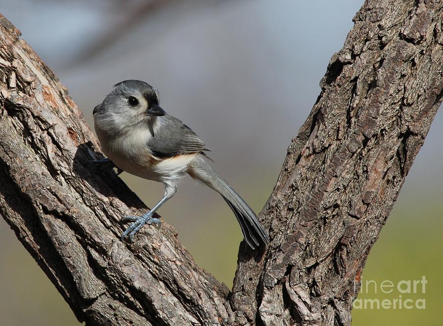 Tufted Titmouse #96 Photograph by Jack R Brock