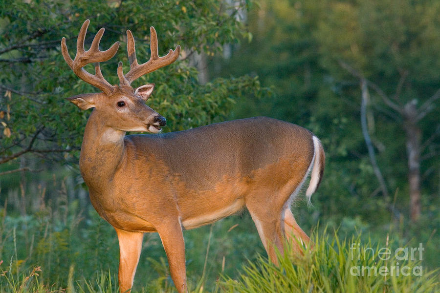 White-tailed Buck #56 Photograph by Linda Freshwaters Arndt