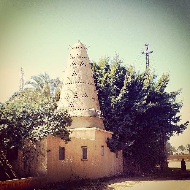 Tree Photograph - Instagram Photo #961406175827 by Amr Samy