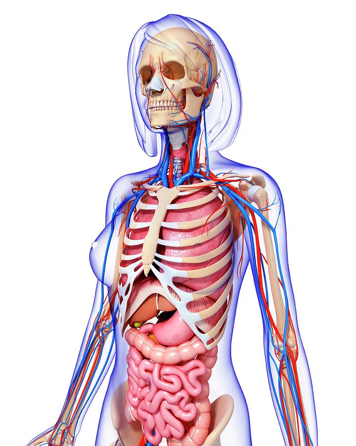 Female Anatomy Photograph by Pixologicstudio/science Photo Library | Pixels