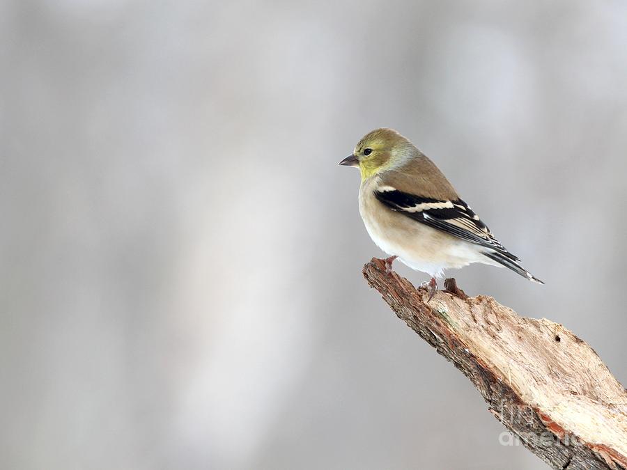 American Goldfinch #97 Photograph by Jack R Brock