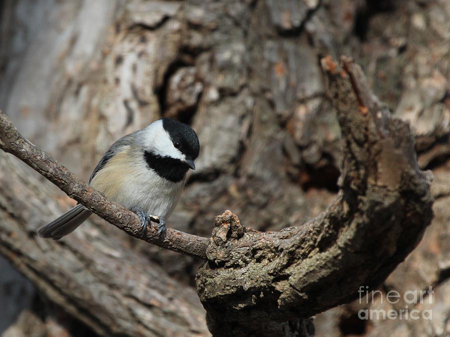 Black-capped Chickadee #97 Photograph by Jack R Brock