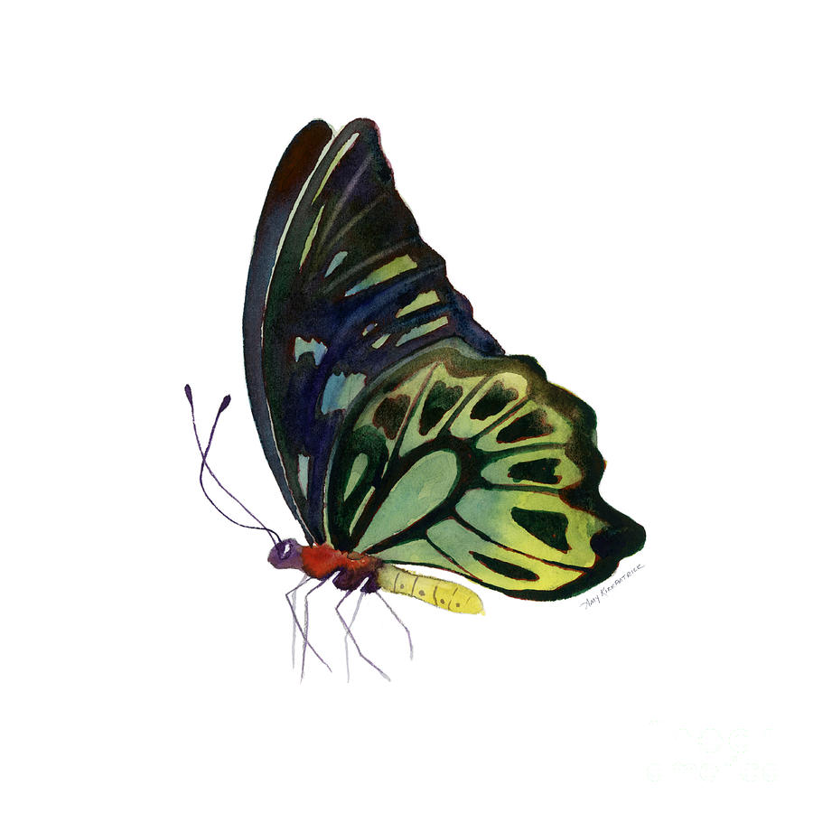 Nature Painting - 97 Perched Kuranda Butterfly by Amy Kirkpatrick