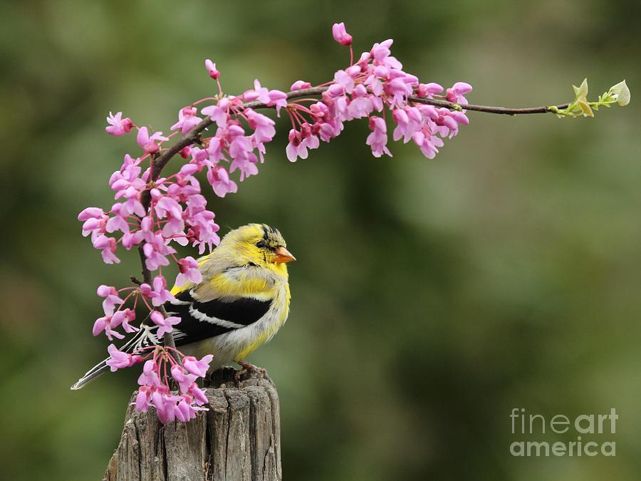 American Goldfinch #98 Photograph by Jack R Brock