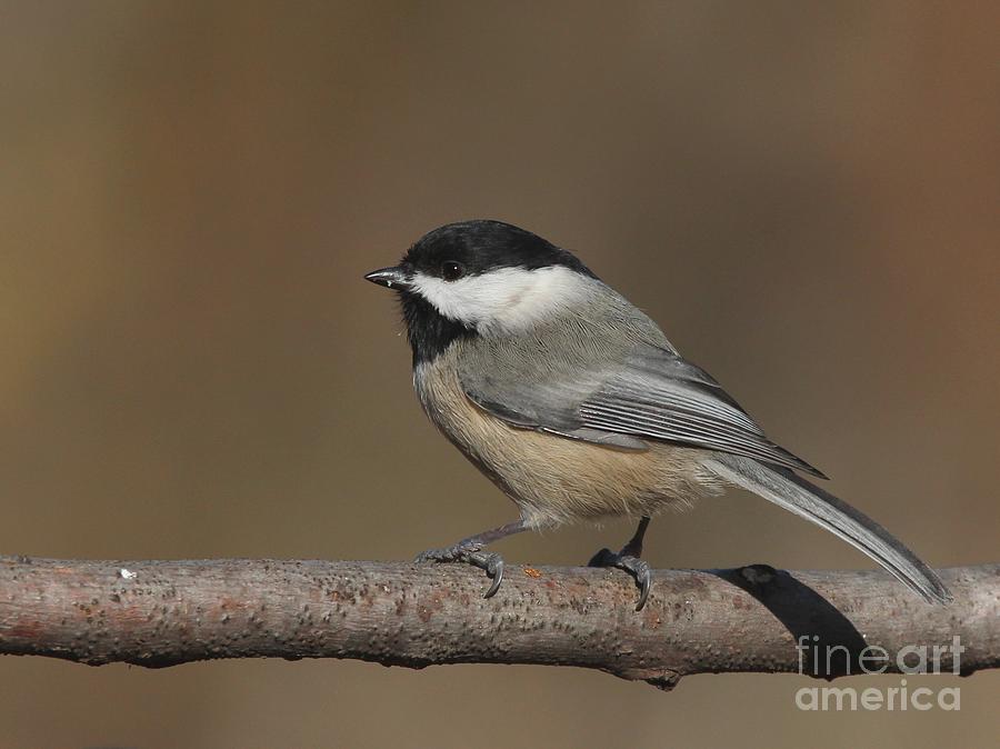 Black-capped Chickadee #98 Photograph by Jack R Brock