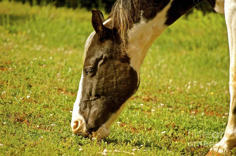 Horses Photograph