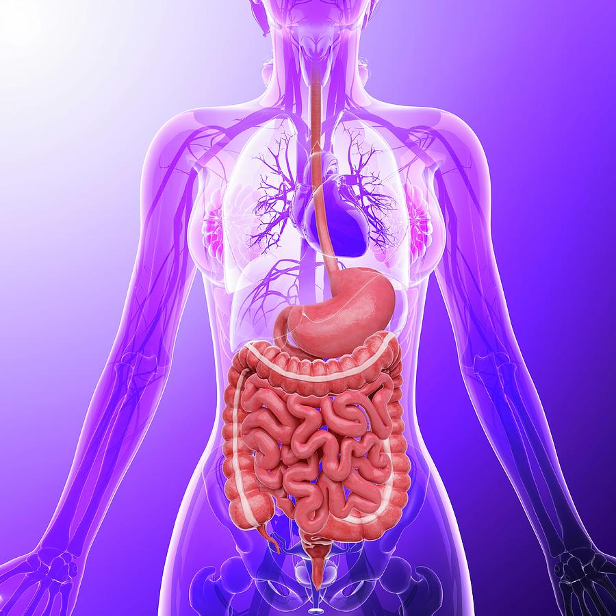 Human Digestive System #98 by Science Photo Library