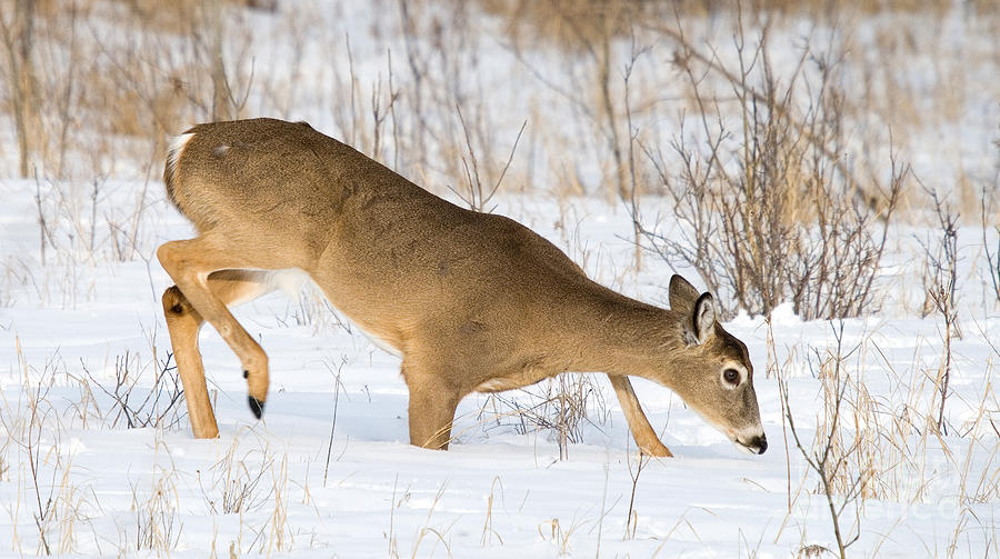 White-tailed Buck #98 Photograph by Linda Freshwaters Arndt