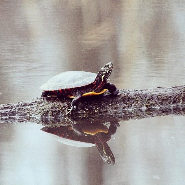 Turtle Photograph - Instagram Photo #981396480829 by Matt Yates