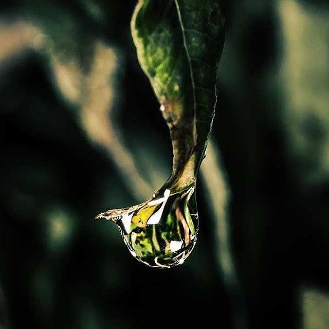 Dew Photograph - Dew Drop  by Darran Buckley