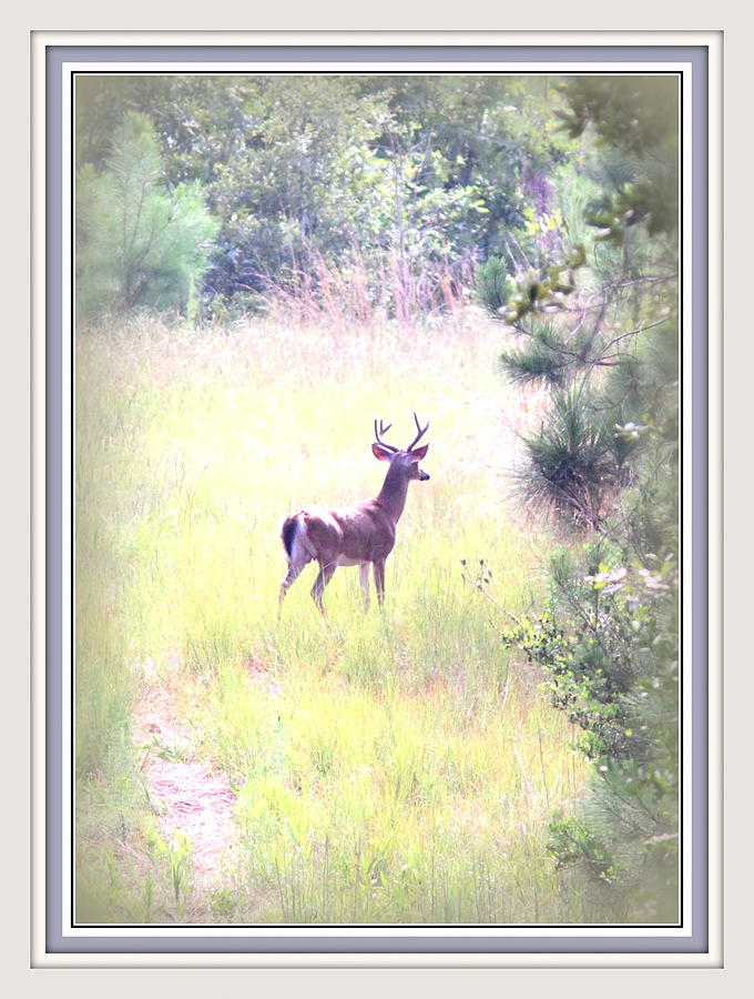 9866-011 - Deer Photograph by Travis Truelove