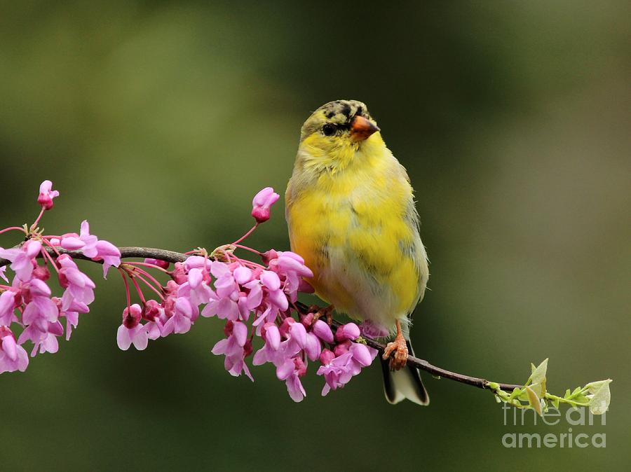 American Goldfinch #99 Photograph by Jack R Brock