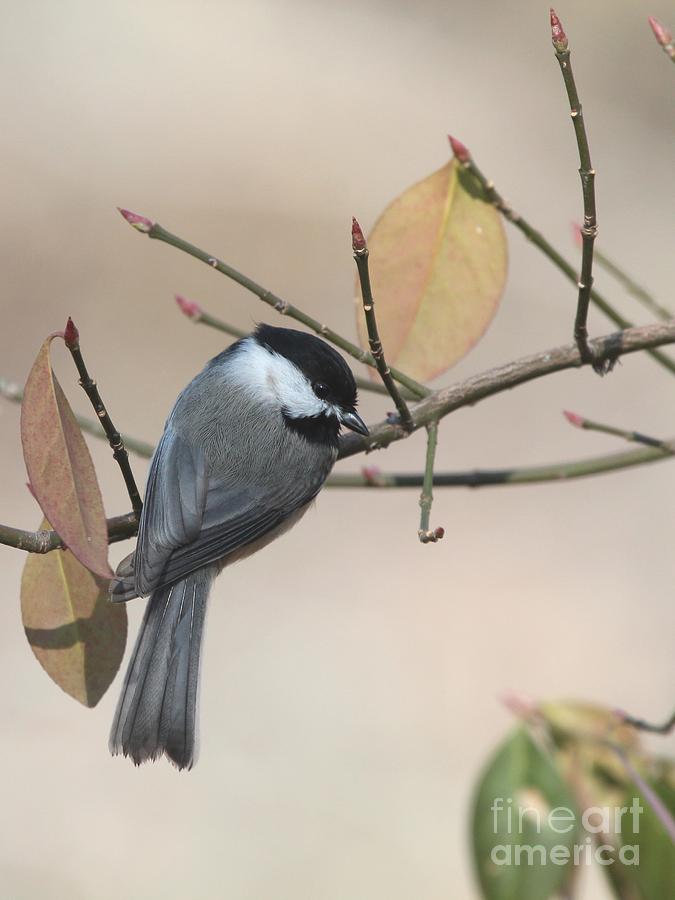 Black-capped Chickadee #99 Photograph by Jack R Brock