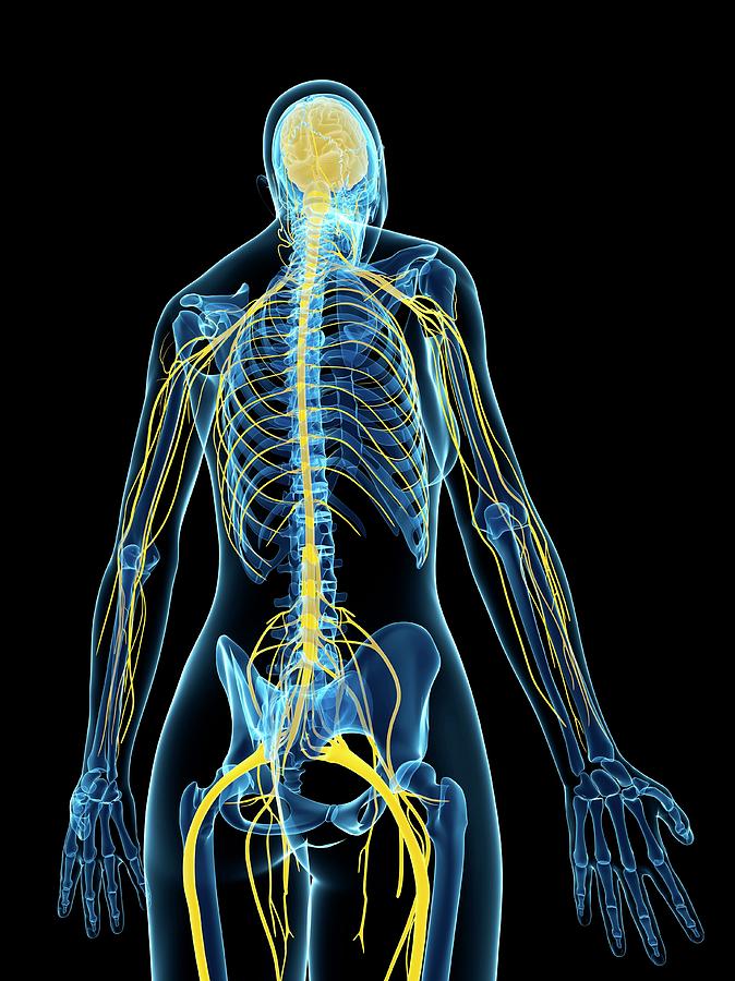 Female Nervous System Photograph by Sciepro/science Photo Library ...