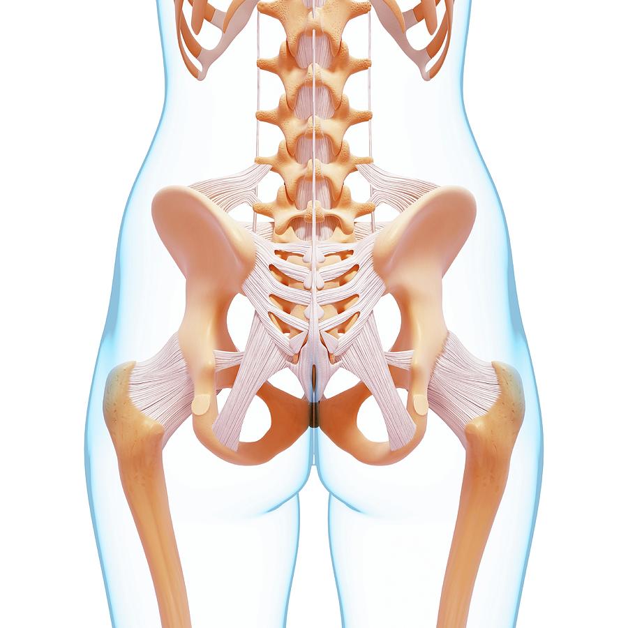 Human Pelvic Bones Photograph by Pixologicstudio/science Photo Library ...