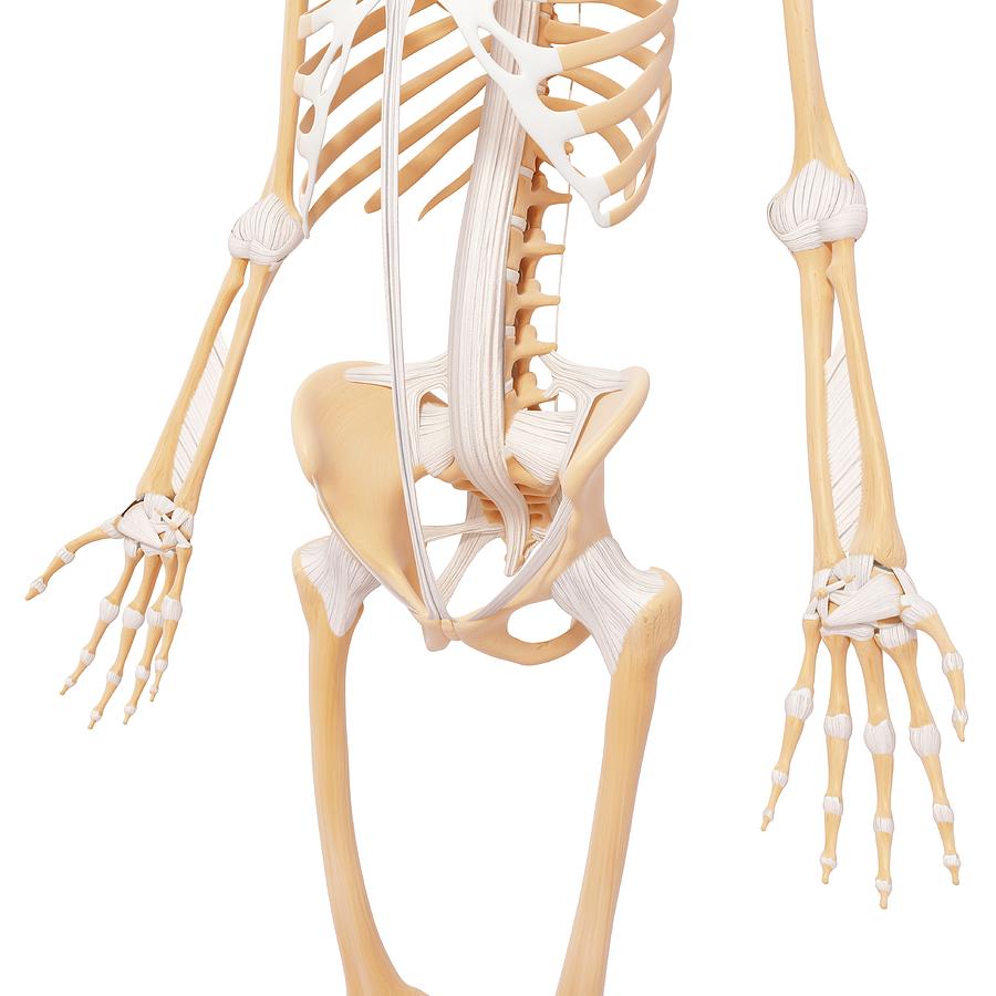 Human Skeleton #99 by Science Photo Library