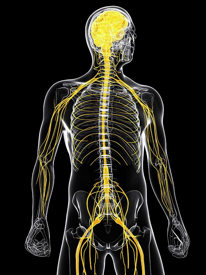 Nervous System Photograph by Sciepro/science Photo Library - Fine Art ...