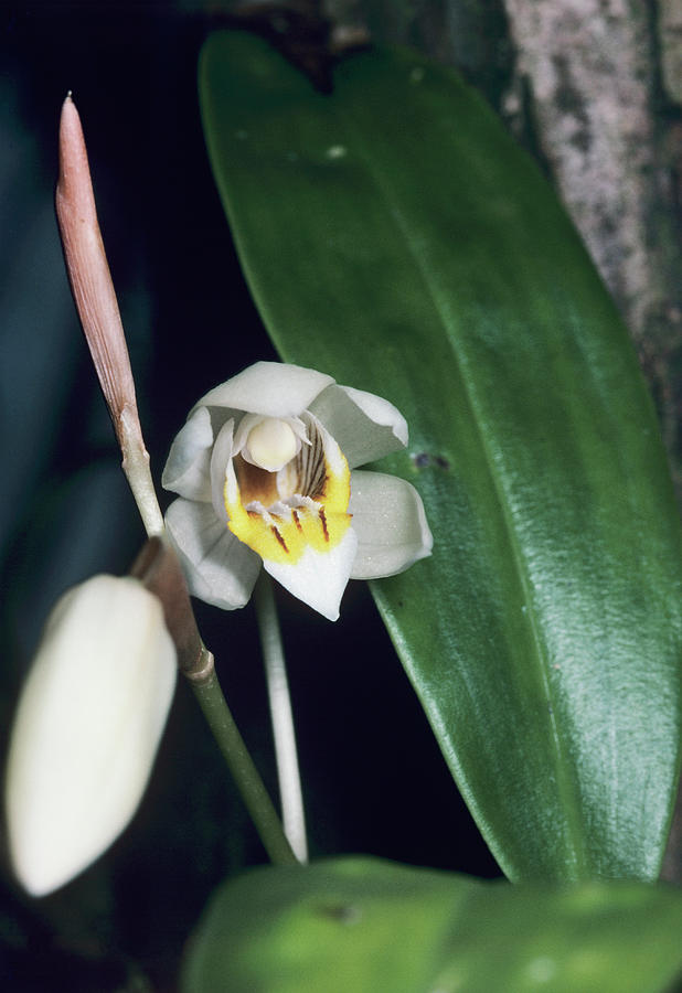 Orchid Flower #99 Photograph by Paul Harcourt Davies/science Photo Library