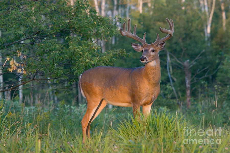 White-tailed Buck #99 Photograph by Linda Freshwaters Arndt