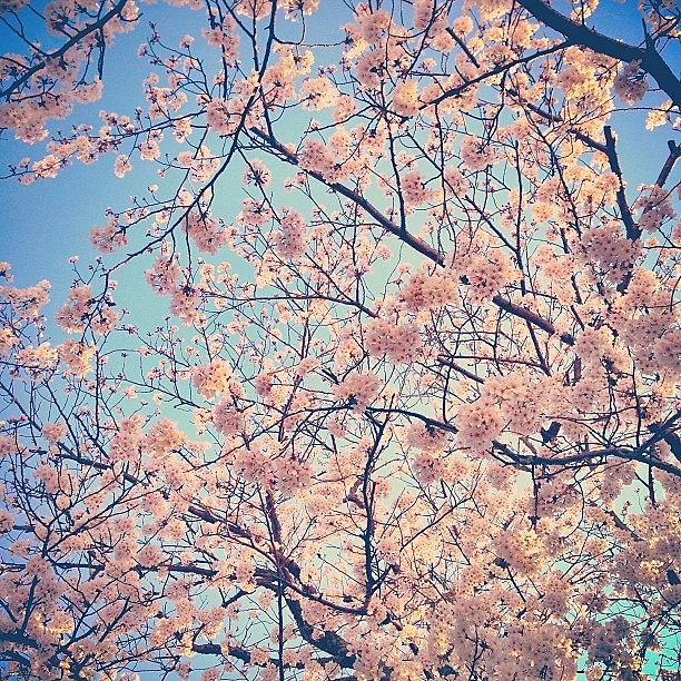 Spring Photograph - Instagram Photo #991364379320 by Ayami Nakamura