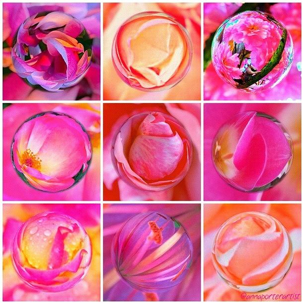 Flower Photograph - #9pinkribbons Digital Collage For Breast Cancer Awareness by Anna Porter