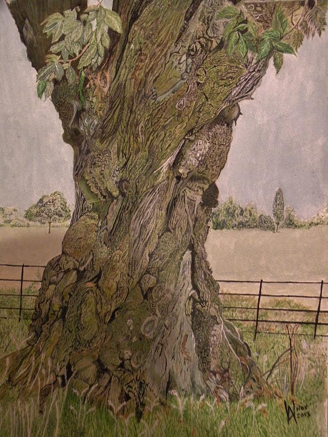 A 350 year old oak tree at Stourhead.. Painting by Alan Webb
