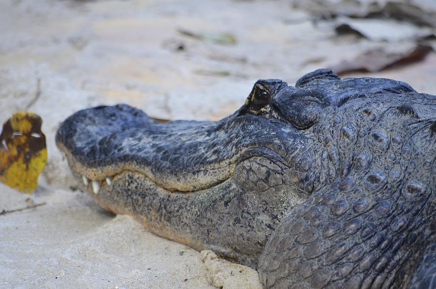 A Smiling Alligator Photograph by Alex King
