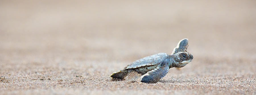 A baby green sea turtle scurries across the beach to get to the safety of the ocean Photograph by KenCanning