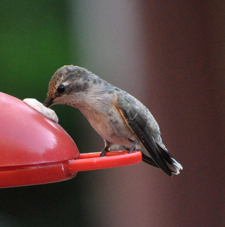 A Baby Hummingbird Annas Photograph by Jay Milo