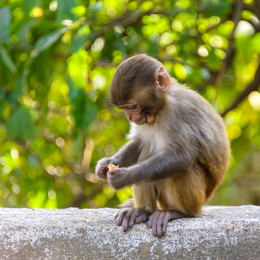 A baby macaque eating an orange Photograph by Dutourdumonde Photography