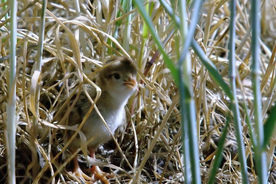 A Baby Quail Looks Back Photograph by Jeff Swan