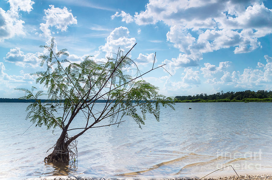 A Baby Willow Tree on a Beach Photograph by Ellie Teramoto - Pixels