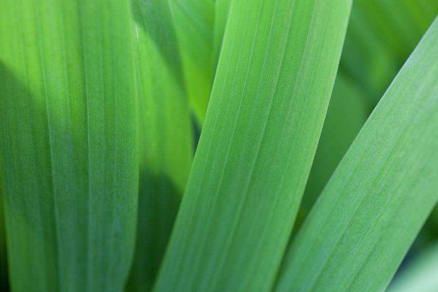 A Background Of Green Leaves Photograph by Huchen Lu