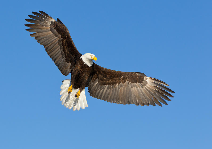 A bald eagle soaring in a blue sky Photograph by KenCanning