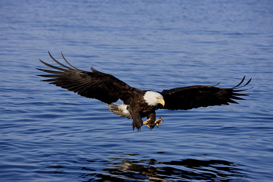 A Bald Eagle Swoops In With Talons Photograph by John Hyde | Fine Art ...