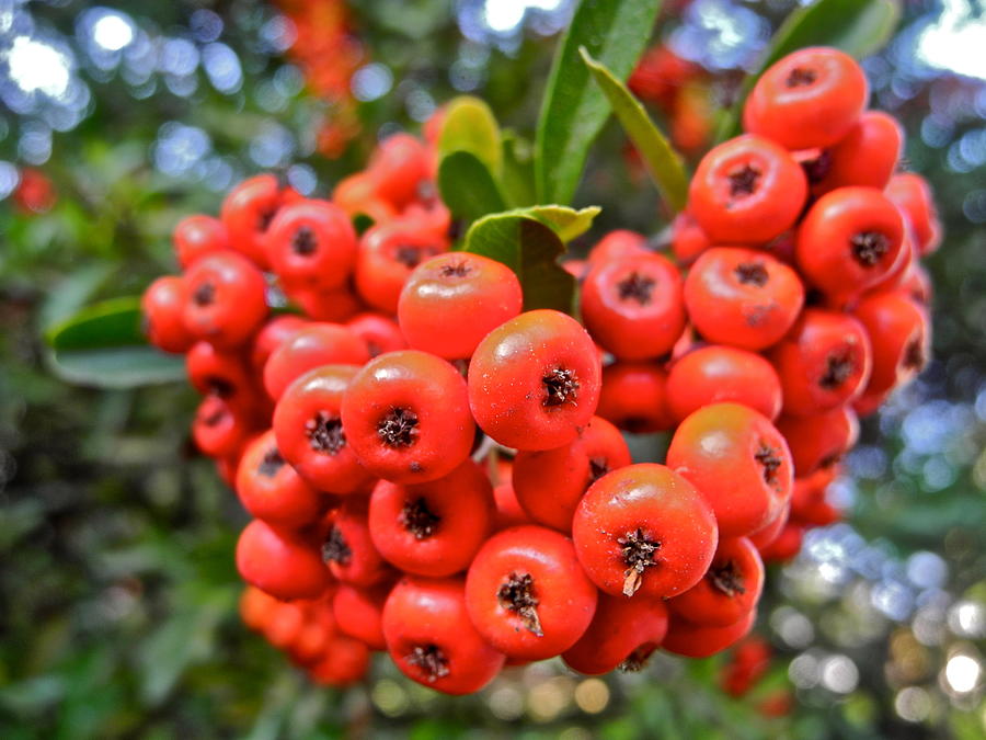 A Ball of Pyracantha Berries Photograph by Kirsten Giving