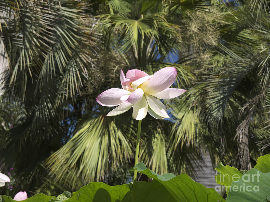 A Balmy Lotus Flower Photograph by Brenda Kean