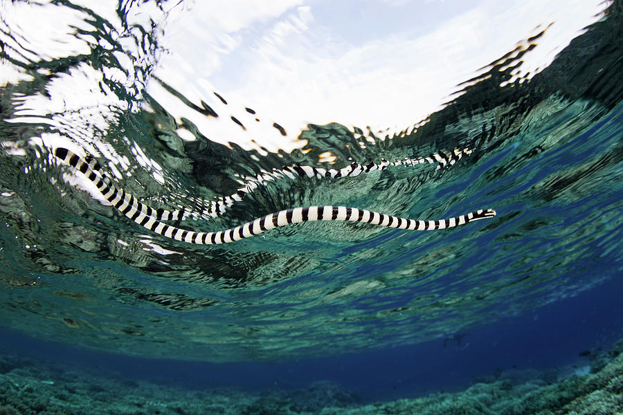 Nature Photograph - A Banded Sea Snake Laticauda Colubrina by Ethan Daniels