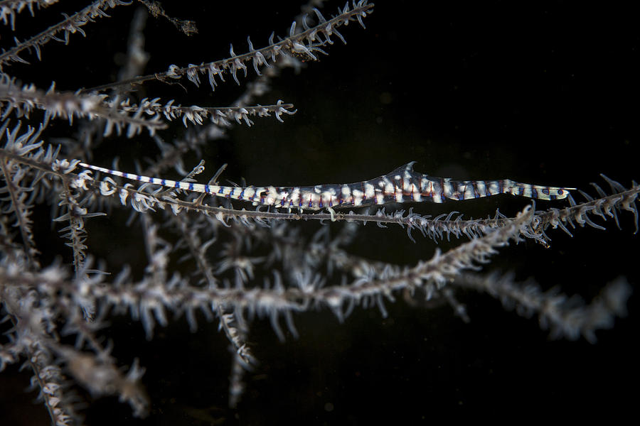 A Banded Tozeuma Shrimp Camouflages Photograph