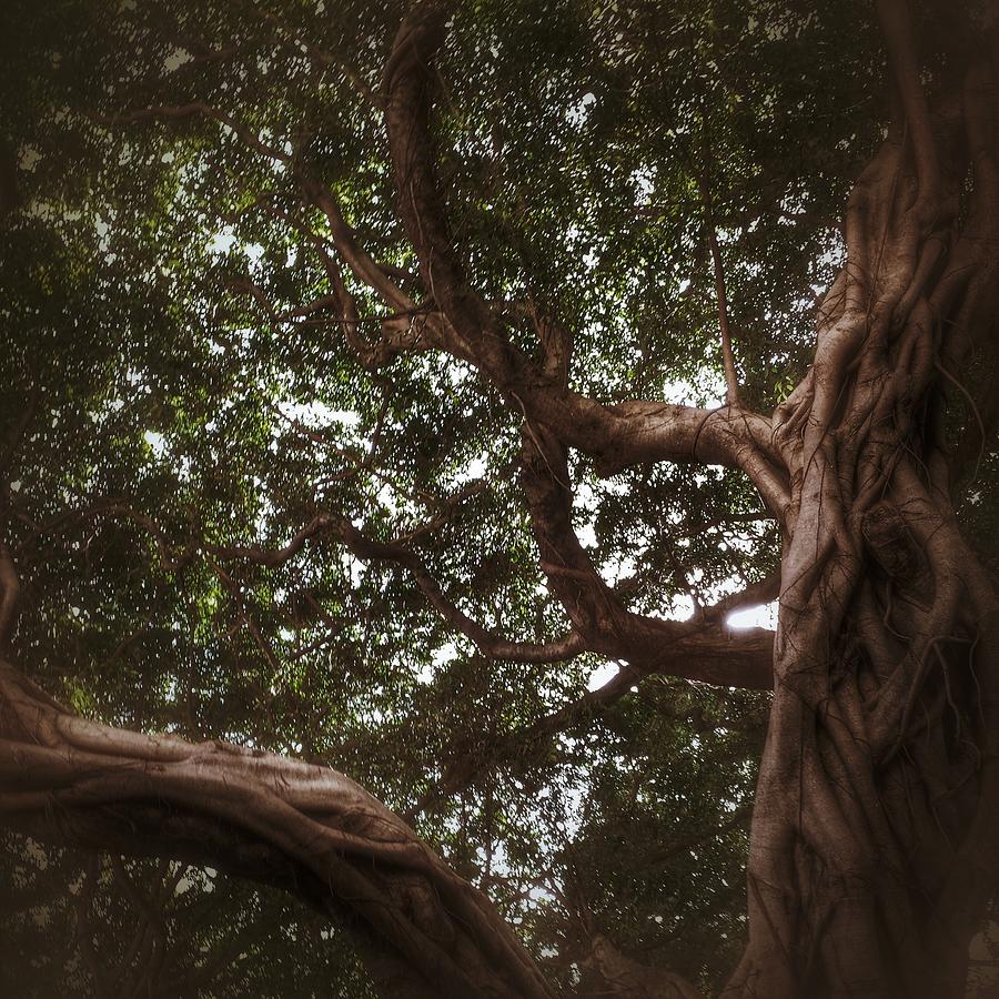 A Banyan Tree Photograph by Joshua Guan