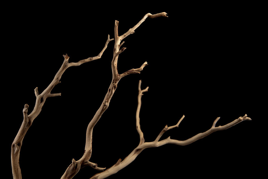 A bare brown branch, silhouetted on a black background  Photograph by Belterz
