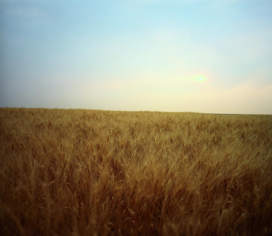 Sunset Photograph - A Barley Crop Sways In The Wind by Todd Korol