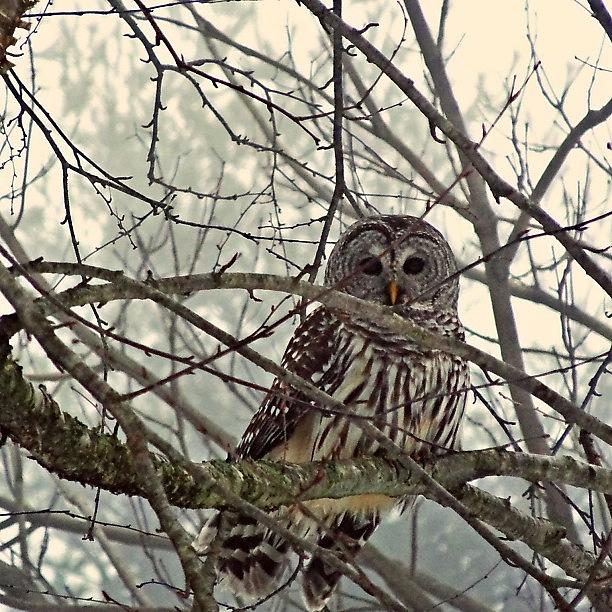 Owl Photograph - A Barred Owl Alone In The Fog by Katie Phillips